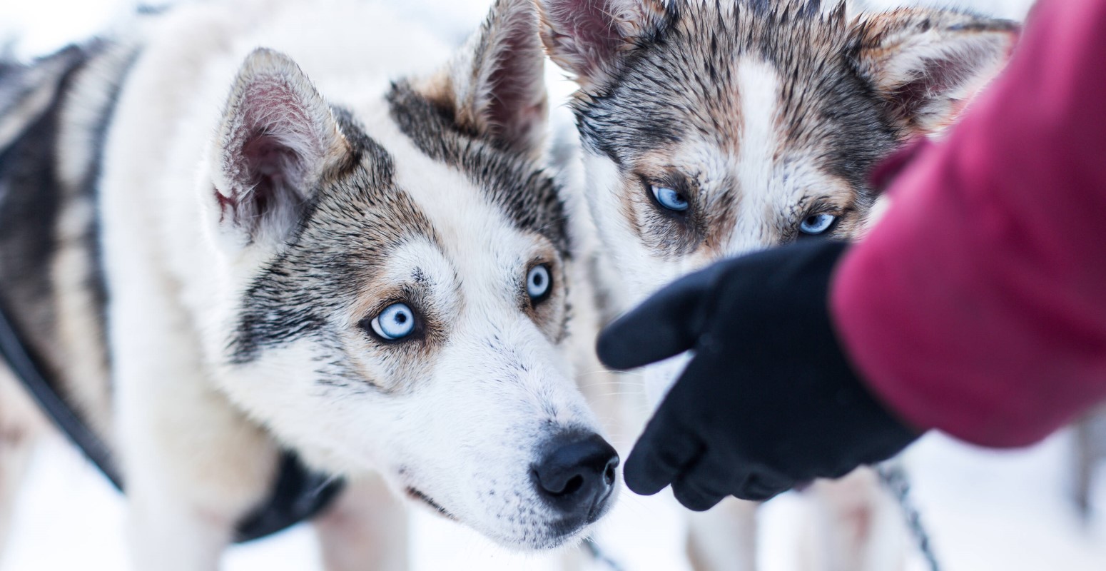 huskies salla 2021